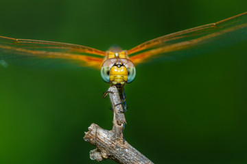 Macro Dragonfly,Dragonfly.