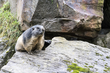 Wache-haltendes Murmeltier in den Alpen