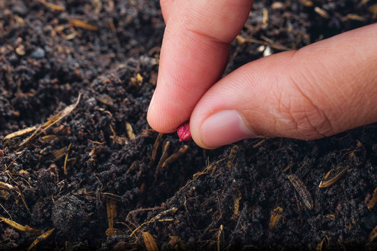 Farmer  hand planting seed in soil