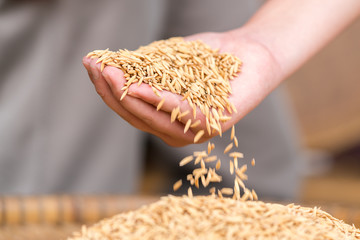 Handful of Rice
