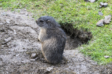 Schüchternes Murmeltier steht vor seinem Bau