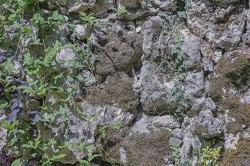 Ancient stonework ivy