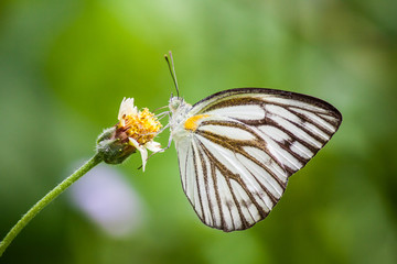 Butterfly:Striped Albatross.