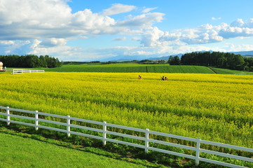 Fototapeta na wymiar Yellow Flower Fields in Biei, Hokkaido, Japan