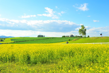 Yellow Flower Fields in Biei, Hokkaido, Japan