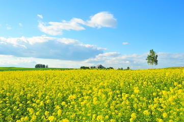 Obraz premium Yellow Flower Fields in Biei, Hokkaido, Japan