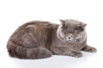 Obraz premium szary kot brytyjski prosto leżący na białym tle