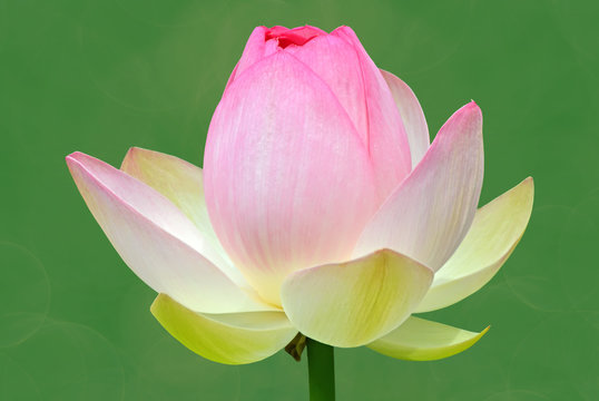 Fototapeta Beautiful lotus flower water plant