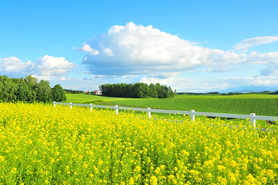 Yellow Flower Fields in Biei, Hokkaido, Japan