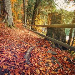 Trail covered fallen autumn leaves is lined with trees displaying colorful fall