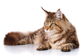 brown Maine Coon cat lying on white background