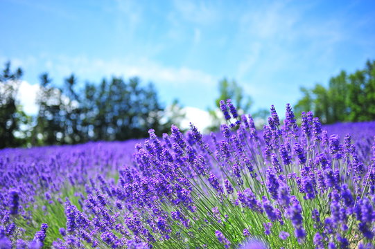 Fototapeta Lavender Flower Fields in Hokkaido, Japan