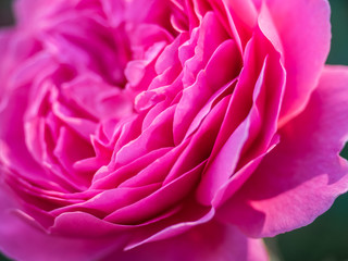 Petals of a pink peony