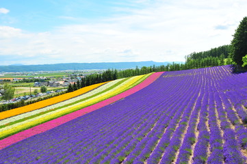 Lavender Flower Fields in Hokkaido, Japan - 120680643