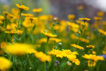 Yellow aster wildflowers