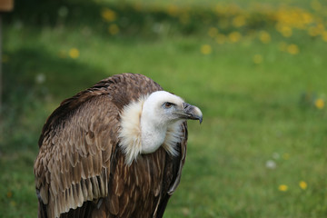 Gänsegeier Kopfporträt