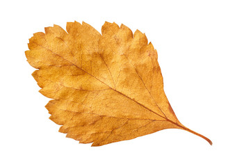 autumn red leaf isolated on white, way in path, macro photo
