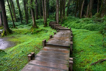Washable wall murals Road in forest Boardwalk through peaceful mossy forest at Alishan National Scenic Area in Chiayi District, Taiwan