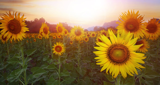 sunflower plantation against sun set sky