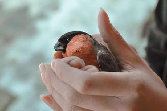 Bullfinch sits in the hands of an ornithologist