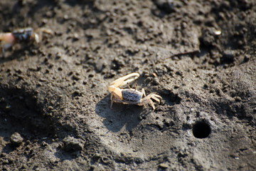 fiddler crab in mangrove forest Thailand