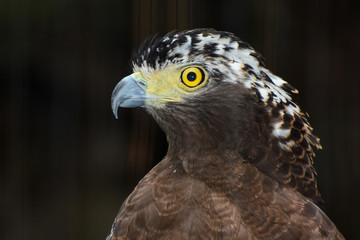 Closeup bird of prey portrait of a crested serpent eagle