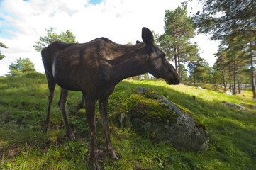 Obraz na płótnie Canvas Female Moose (Alces alces)