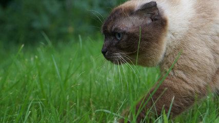 scottish fold siamese mix