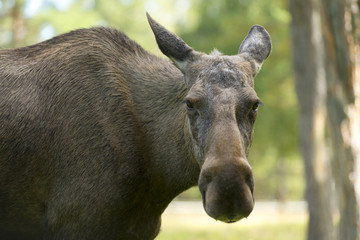 Female Moose (Alces alces)