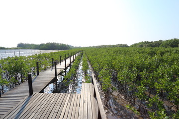 Mangrove trees of Thung  Prong Thong forest in Rayong at Thailand