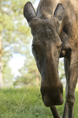Female Moose (Alces alces)