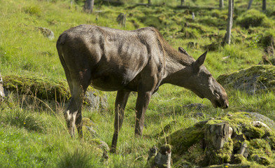 Naklejka na ściany i meble Female Moose (Alces alces)