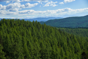 Altai mountains forest landscape in Ulagan Highlands