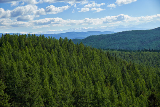 Fototapeta Altai mountains forest landscape in Ulagan Highlands