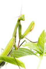 European Mantis or Praying Mantis, Mantis religiosa, on plant. I