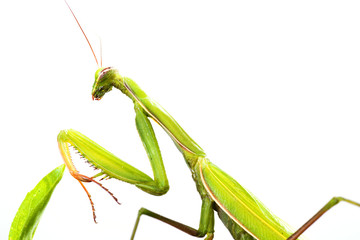European Mantis or Praying Mantis, Mantis religiosa, on plant. I