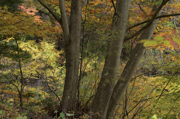 紅葉した林