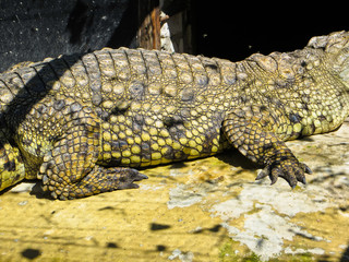 Crocodile at the zoo