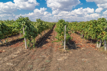 Fototapeta na wymiar Rows of vineyards with blue sky