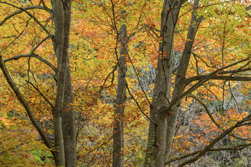 Fototapeta premium 紅葉した林