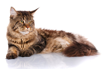 Maine Coon cat lying, isolated on white
