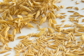 Twigs oats, grain oats  on a white background