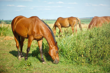 Obraz premium Red brown horse grazing in meadow