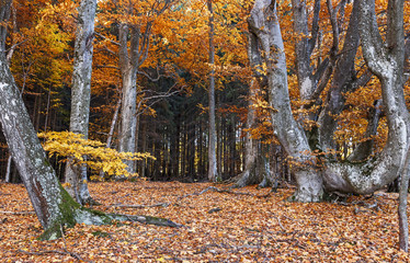 Fototapeta na wymiar Transylvanian beech forest in autumn