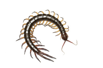 Centipede isolated on white background, with clipping path