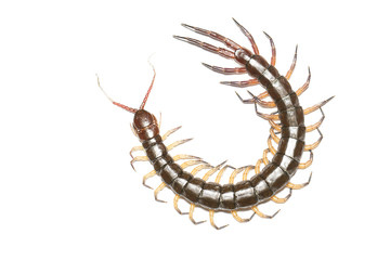 Centipede isolated on white background, with clipping path