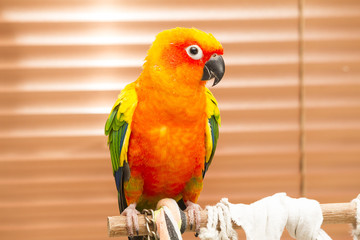 Parrot, sun conure, standing on the perch in the house