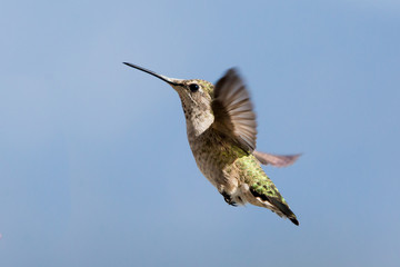 Female Anna's Hummingbird