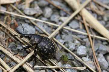 Rüsselkäfer, Pestwurzrüssler, Liparus glabrirostris