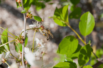 Bee collects nectar and pollen on a blossoming cherry tree branc
